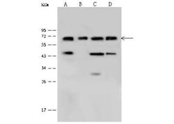 Plastin L Antibody, Novus Biologicals 100 &mu;g | Buy Online | Novus Biologicals | Fisher Scientific