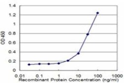 Pleckstrin Antibody (2D8), Novus Biologicals 0.1 mg; Unconjugated:Antibodies,