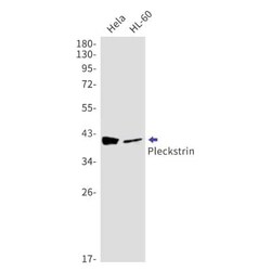 Pleckstrin Antibody (S02-7C5), Novus Biologicals 100 &mu;g | Buy Online | Novus Biologicals | Fisher Scientific