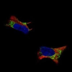 Pleiotrophin/PTN Rabbit anti-Human, Polyclonal, Novus Biologicals:Antibodies:Primary