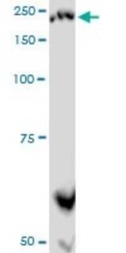 Plexin A2 Antibody (2G5), Novus Biologicals 0.1 mg | Buy Online | Novus Biologicals | Fisher Scientific