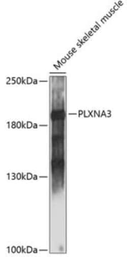 Plexin A3 Antibody - Azide and BSA Free, Novus Biologicals 0.1 mL; Unconjugated:Antibodies,