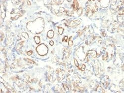 Podocalyxin Like Antibody (PODXL/2185) - Azide and BSA Free, Novus Biologicals
