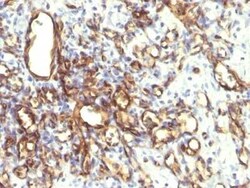 Podocalyxin Like Antibody (2A4), Novus Biologicals:Antibodies:Primary Antibodies