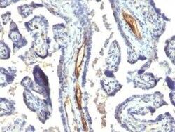 Podocalyxin Like Antibody (2A4), Novus Biologicals:Antibodies:Primary Antibodies