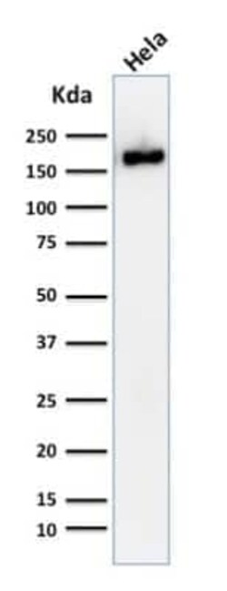 Podocalyxin Like Antibody (2A4), Novus Biologicals:Antibodies:Primary Antibodies
