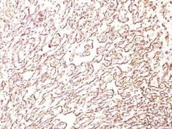 Podocalyxin Like Antibody (4F10), Novus Biologicals:Antibodies:Primary