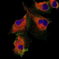 Podocalyxin Like Antibody (CL0284), Novus Biologicals 25 &mu;L, Unconjugated:Antibodies,
