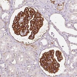 Podocalyxin Like Antibody (CL0284), Novus Biologicals 25 &mu;L, Unconjugated:Antibodies,