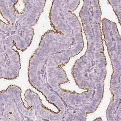 Podocalyxin Like Antibody (CL0284), Novus Biologicals 25 &mu;L, Unconjugated:Antibodies,