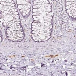 Podocalyxin Like Antibody (CL0284), Novus Biologicals 25 &mu;L, Unconjugated:Antibodies,