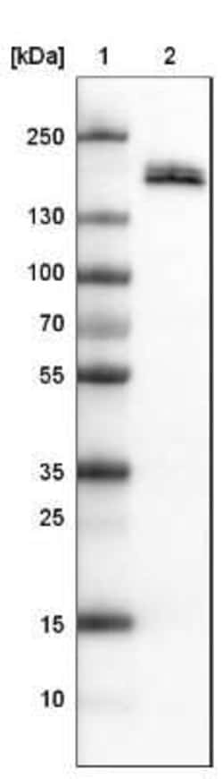 Podocalyxin Like Antibody (CL0284), Novus Biologicals 25 &mu;L, Unconjugated:Antibodies,