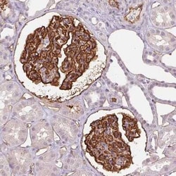 Podocalyxin Like Antibody (CL0285), Novus Biologicals 25 &mu;L, Unconjugated:Antibodies,