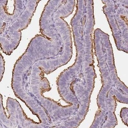 Podocalyxin Like Antibody (CL0285), Novus Biologicals 25 &mu;L, Unconjugated:Antibodies,