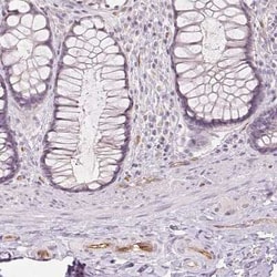 Podocalyxin Like Antibody (CL0285), Novus Biologicals 25 &mu;L, Unconjugated:Antibodies,
