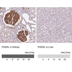 Podocalyxin Like Antibody (CL0285), Novus Biologicals 25 &mu;L, Unconjugated:Antibodies,