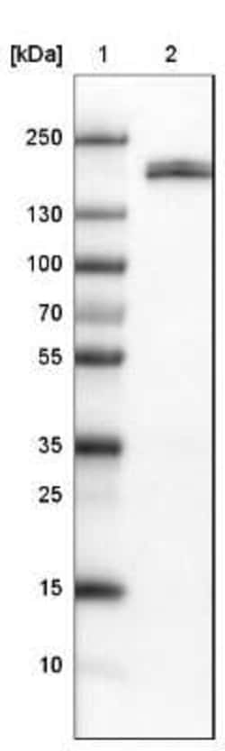 Podocalyxin Like Antibody (CL0285), Novus Biologicals 25 &mu;L, Unconjugated:Antibodies,