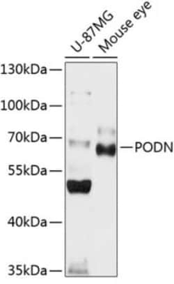 Podocan Antibody - BSA Free, Novus Biologicals 0.02 mL, Unconjugated:Antibodies,