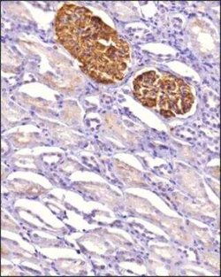 Podocin/NPHS2 Antibody, Novus Biologicals 0.1 mg; Unconjugated:Antibodies,