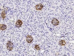 Podoplanin Rabbit anti-Mouse, Clone: 66, Novus Biologicals:Antibodies:Primary