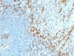 Podoplanin Antibody (PDPN/4009R) - Azide and BSA Free, Novus Biologicals