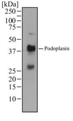 Podoplanin Antibody (pmab-1) - Azide and BSA Free, Novus Biologicals 0.1