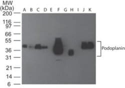 Podoplanin Antibody (pmab-1) - Azide and BSA Free, Novus Biologicals 0.1