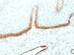 Podoplanin Antibody (PDPN/1433), Novus Biologicals:Antibodies:Primary Antibodies