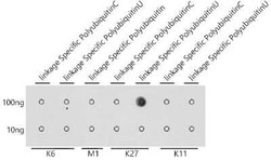 Poly-Ubiquitin Antibody - K27 Linkage - Azide and BSA Free, Novus Biologicals
