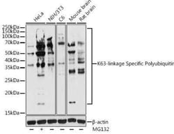 Poly-Ubiquitin Antibody - K63 Linkage - Azide and BSA Free, Novus Biologicals