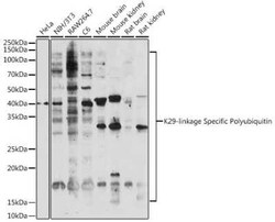 Poly-Ubiquitin Antibody - K29 Linkage - Azide and BSA Free, Novus Biologicals