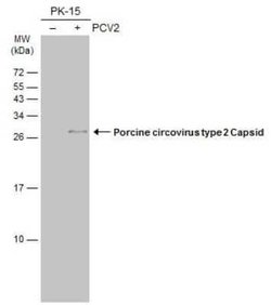 Porcine Circovirus 2 Capsid Antibody (GT1641), Novus Biologicals 100 &mu;g | Buy Online | Novus Biologicals | Fisher Scientific
