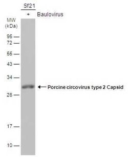 Porcine Circovirus 2 Capsid Antibody, Novus Biologicals 100 &mu;g | Buy Online | Novus Biologicals | Fisher Scientific