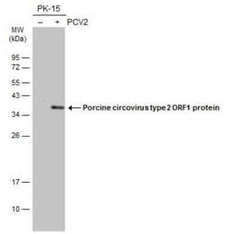 Porcine Circovirus 2 Replicase Antibody, Novus Biologicals 100 &mu;g | Buy Online | Novus Biologicals | Fisher Scientific