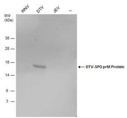Powassan virus prM Antibody, Novus Biologicals 100 &mu;g | Buy Online | Novus Biologicals | Fisher Scientific