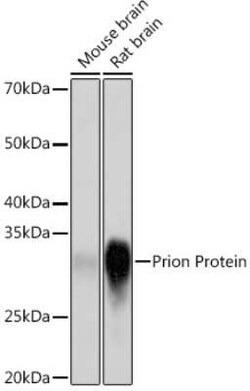 PrPC Rabbit anti-Human, Mouse, Rat, Clone: 3D0J9, Novus Biologicals:Antibodies:Primary