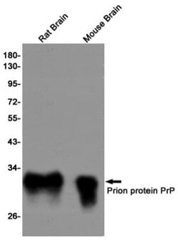 PrPC Antibody (S03-2E2), Novus Biologicals 50 &mu;g; Unconjugated:Antibodies,