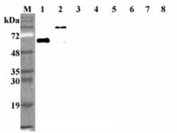 Pref-1/DLK1/FA1, Mouse anti-Human, Clone: D1L165-6, Novus Biologicals:Antibodies:Primary