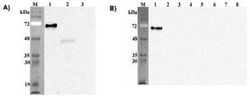 Pref-1/DLK1/FA1, Mouse anti-Human, Clone: PF13-3, Novus Biologicals:Anticuerpos:Anticuerpos