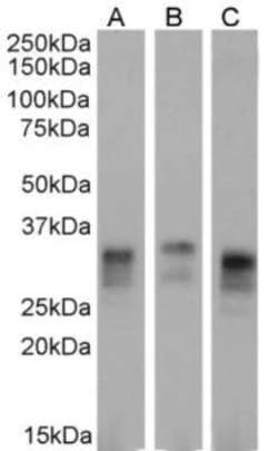 Prion protein, Mouse anti-Human,Hamster, Clone: 3F4, Novus Biologicals