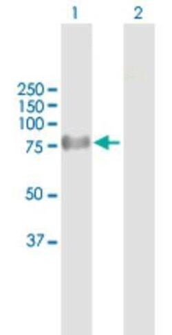 ProSAPiP1 Antibody, Novus Biologicals 50 &mu;g | Buy Online | Novus Biologicals | Fisher Scientific