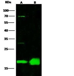 Proapoptotic Caspase Adaptor Protein Antibody, Novus Biologicals 50 &mu;g,