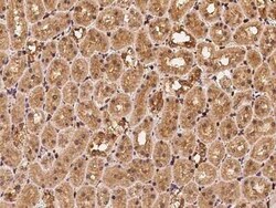 Profilin 1 Antibody, Novus Biologicals:Antibodies:Primary Antibodies