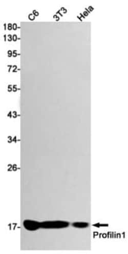 Profilin 1 Antibody (S06-6H7), Novus Biologicals 100 &mu;g; Unconjugated:Antibodies,