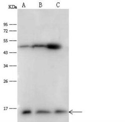 Profilin 1 Antibody, Novus Biologicals:Antibodies:Primary Antibodies