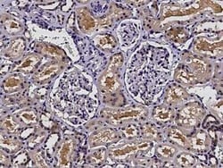 Profilin 2 Antibody, Novus Biologicals 50 &mu;g; Unconjugated:Antibodies,