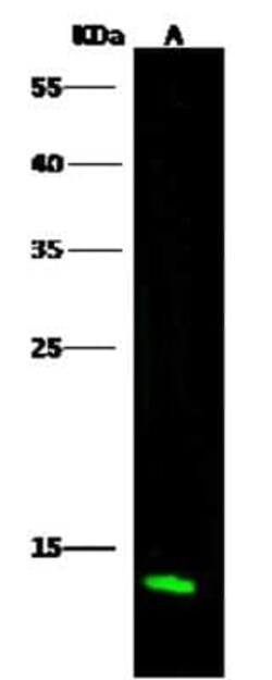 Profilin 2 Antibody, Novus Biologicals 50 &mu;g; Unconjugated:Antibodies,