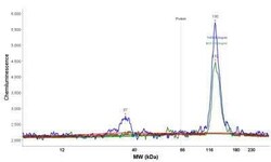 Progesterone R/NR3C3 Antibody (PR484), Novus Biologicals:Antibodies:Primary