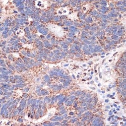Prohibitin 2 Rabbit anti-Human, Mouse, Rat, Clone: 8I10B1, Novus Biologicals