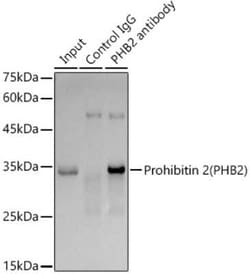 Prohibitin 2 Rabbit anti-Human, Mouse, Rat, Clone: 8I10B1, Novus Biologicals